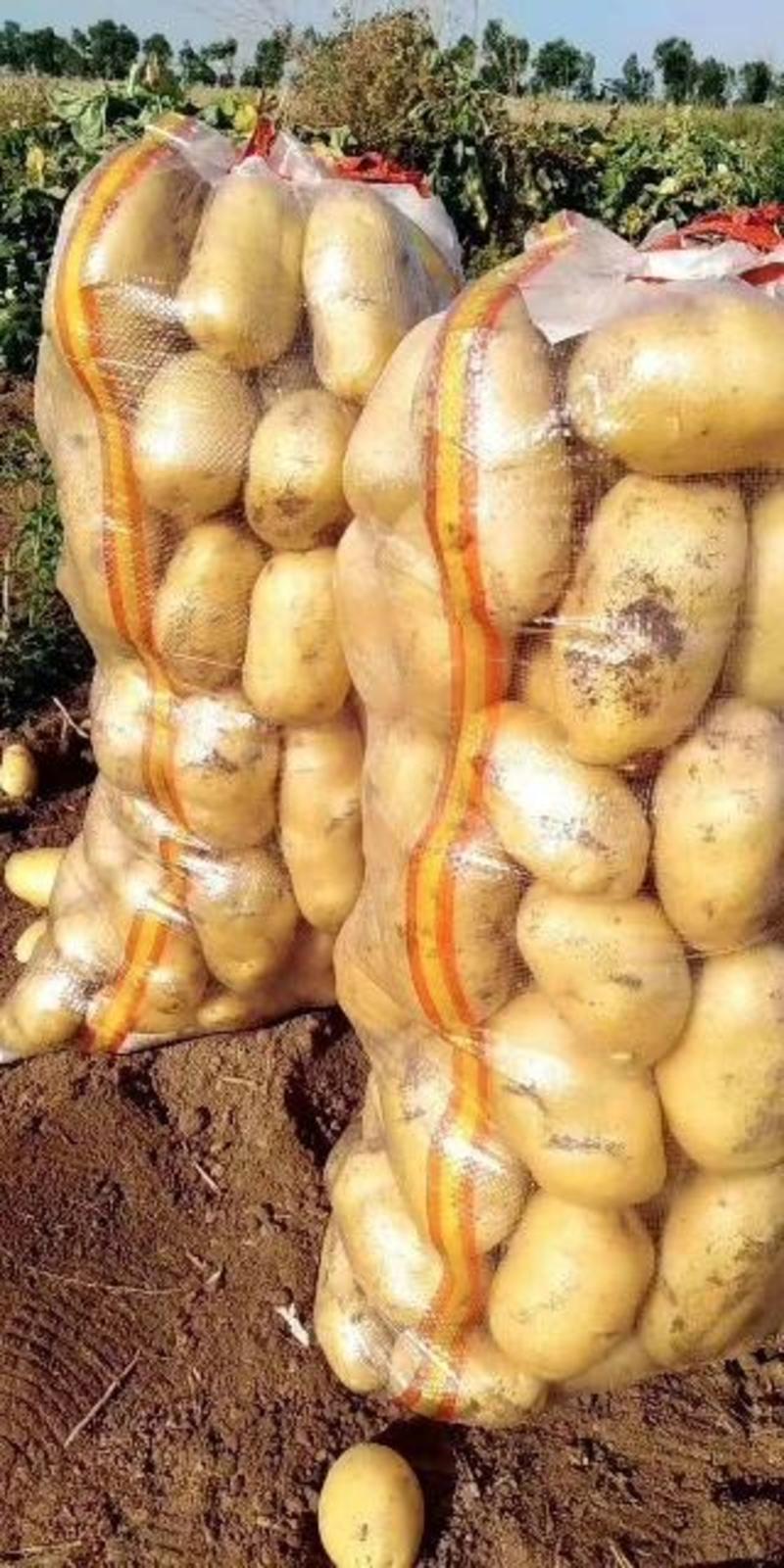 土豆精品黄心土豆出口贸易商超品质，全国发货