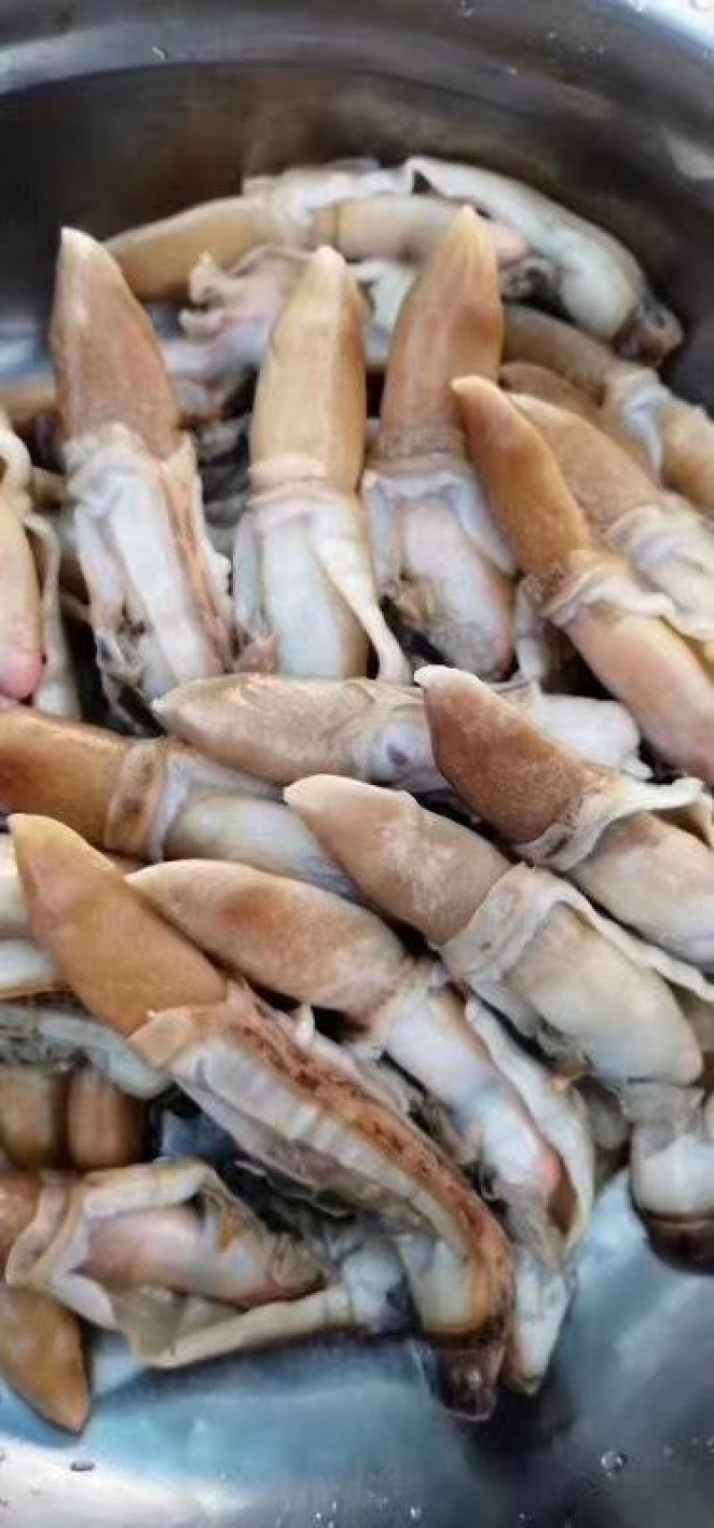 【热销】江苏连云港赣榆区蛏王肉无冰衣新鲜速冻蛏王肉竹节蛏