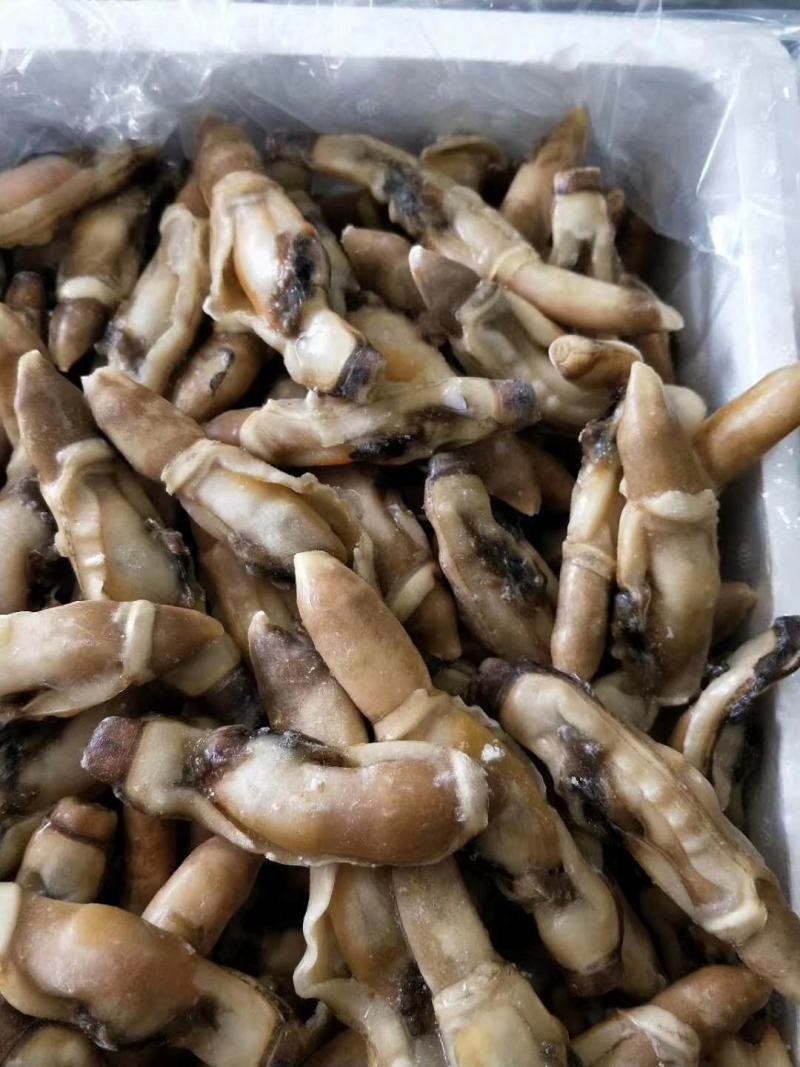 【热销】江苏连云港赣榆区蛏王肉无冰衣新鲜速冻蛏王肉竹节蛏