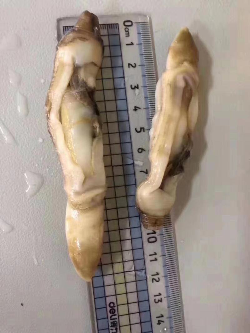 【热销】江苏连云港赣榆区蛏王肉无冰衣新鲜速冻蛏王肉竹节蛏