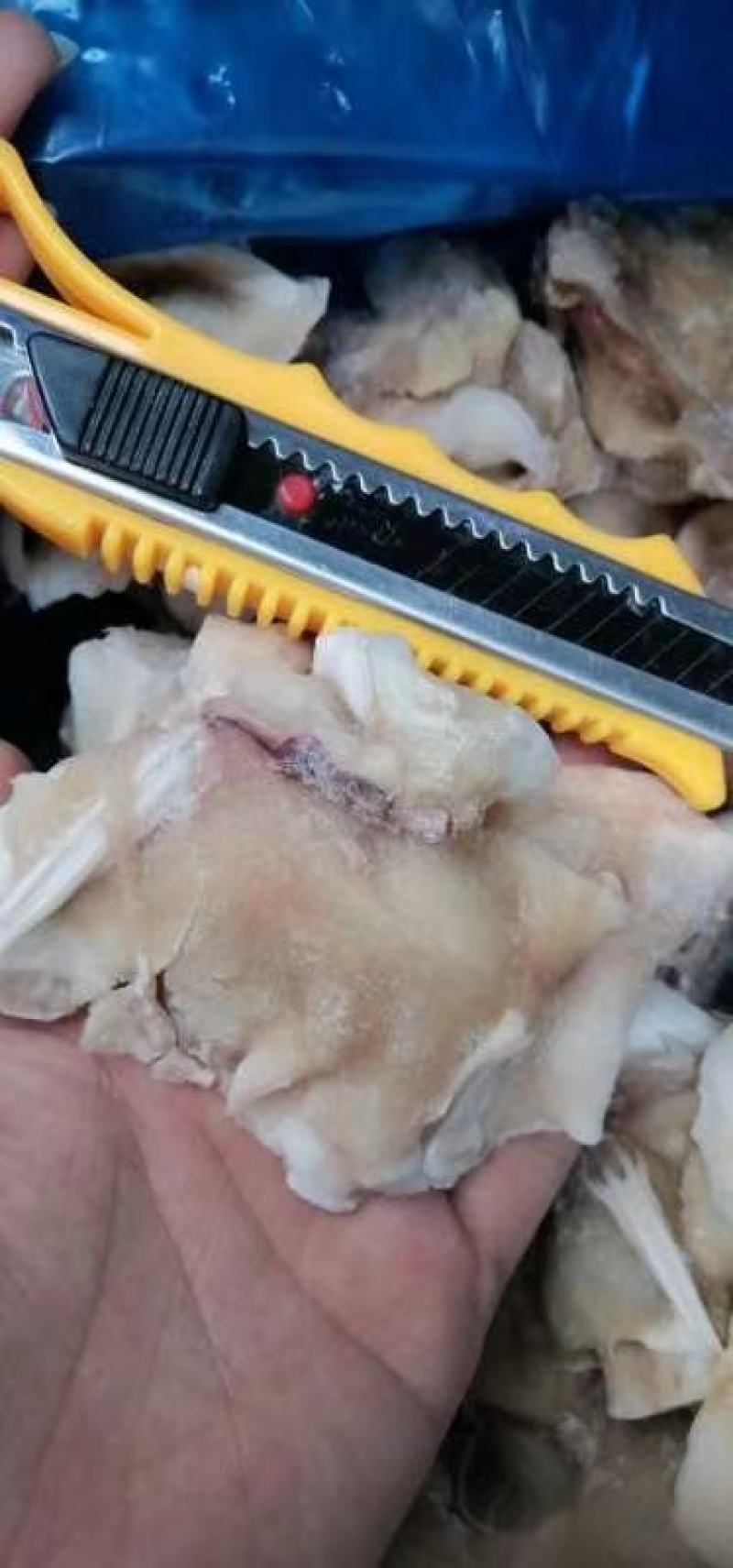 鱿鱼脖子新鲜冷冻海鲜水产鲜活鱿鱼冰冻铁板烧烤火锅鱿鱼脖
