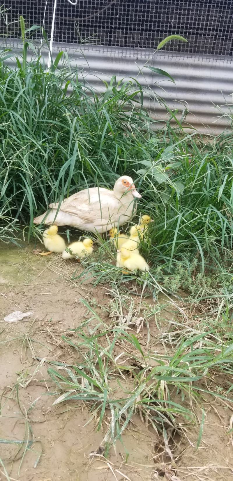 白羽番鸭受精种蛋鸳鸯鸭红嘴鸭豚鸭非洲雁受精率高电联