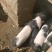 巴马香猪