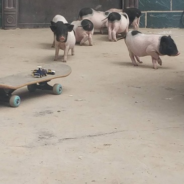 巴马香猪