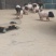 巴马香猪