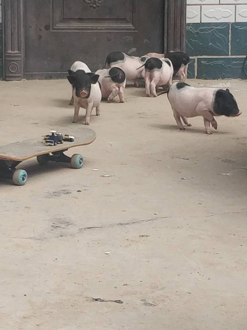 巴马香猪