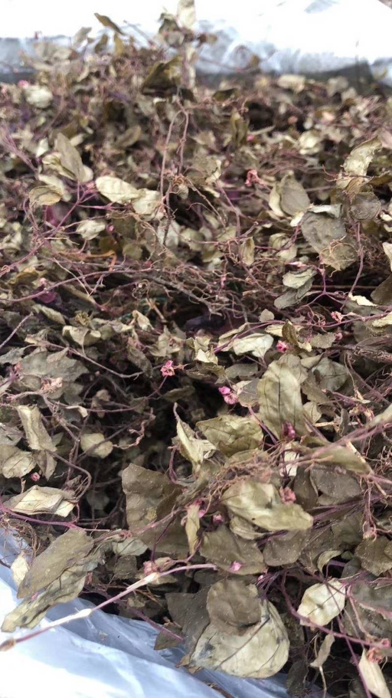 野生风柜斗草今年新货风鼓草野生风柜斗草风谷草烤干货
