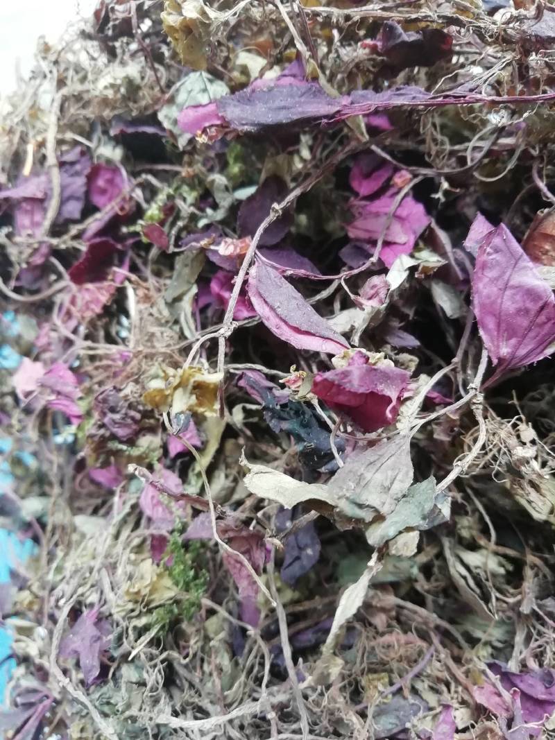 野生风柜斗草今年新货风鼓草野生风柜斗草风谷草烤干货