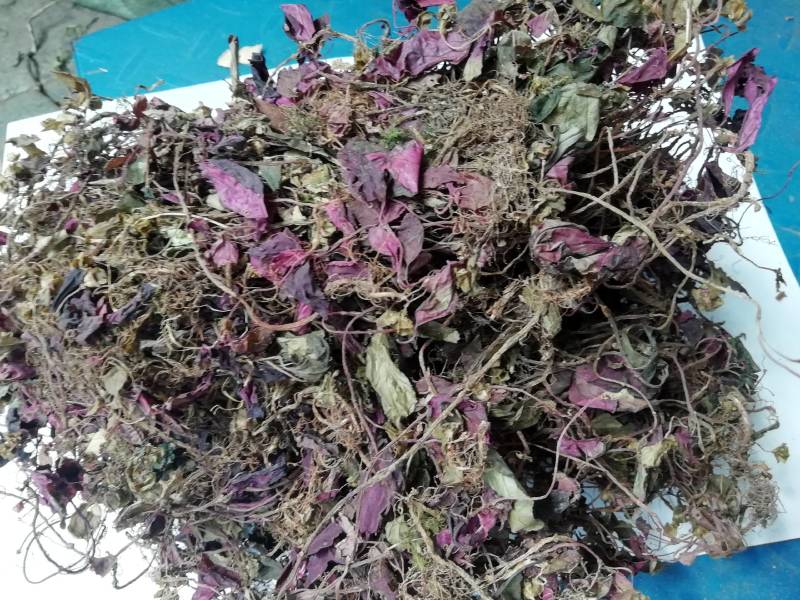 野生风柜斗草今年新货风鼓草野生风柜斗草风谷草烤干货