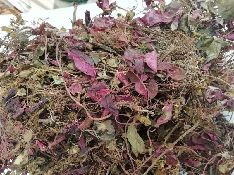 野生风柜斗草今年新货风鼓草野生风柜斗草风谷草烤干货