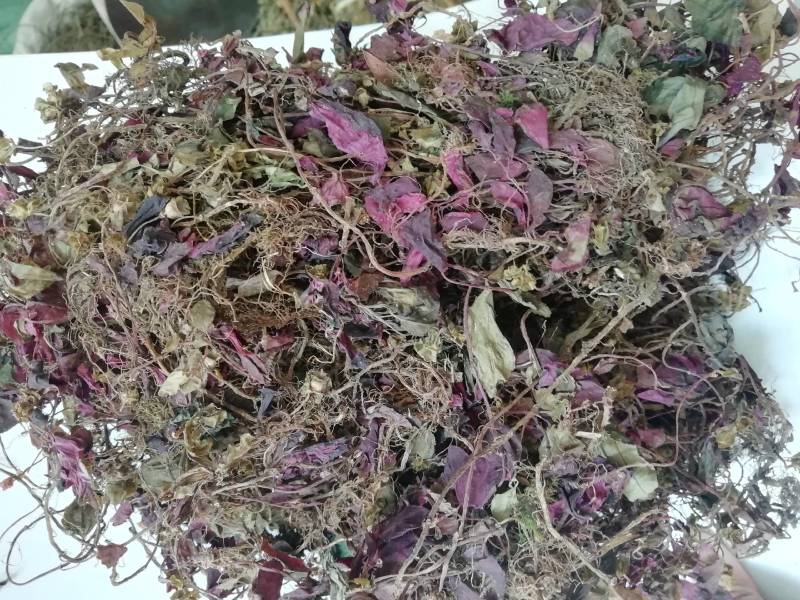 野生风柜斗草今年新货风鼓草野生风柜斗草风谷草烤干货