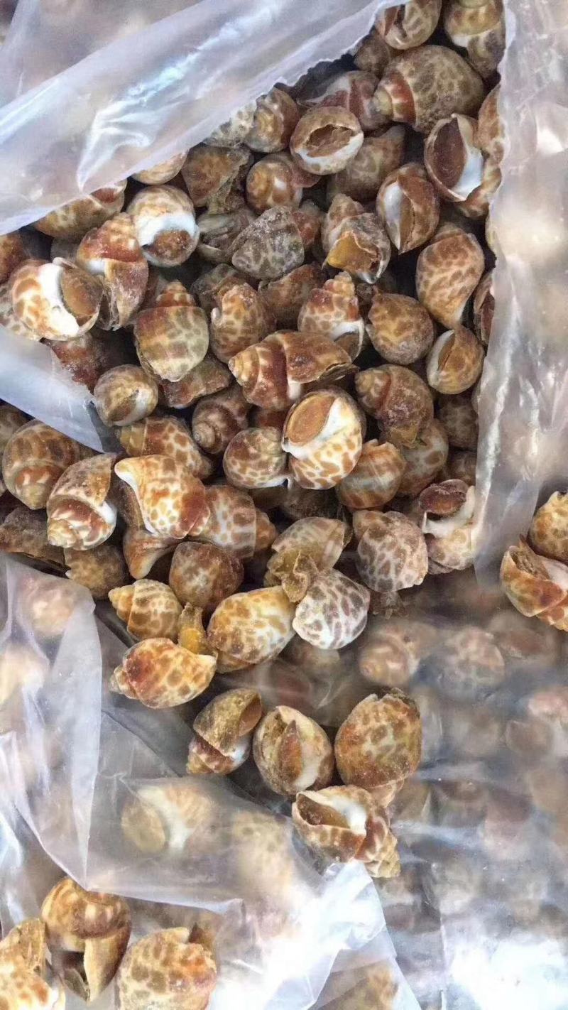 江苏连云港赣榆区花螺鲜活冷冻东风螺水产贝类量大从优全国发货