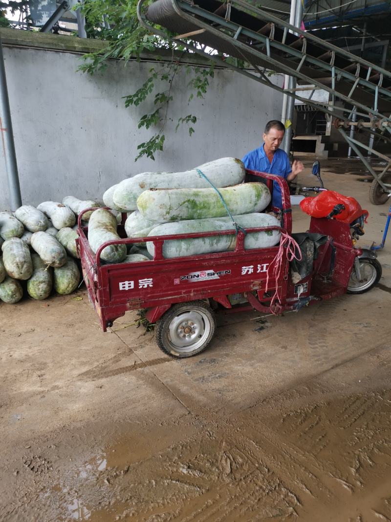 长条白粉冬瓜基地直供，可按客户需求大小规格可做