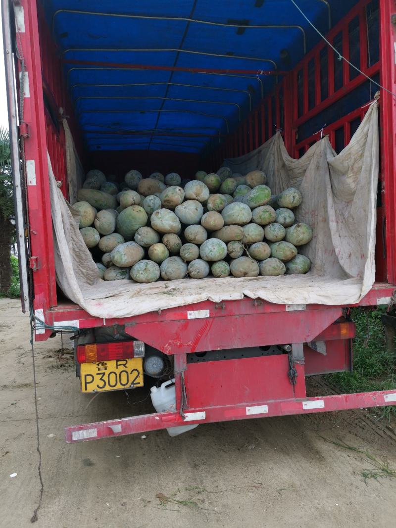 长条白粉冬瓜基地直供，可按客户需求大小规格可做
