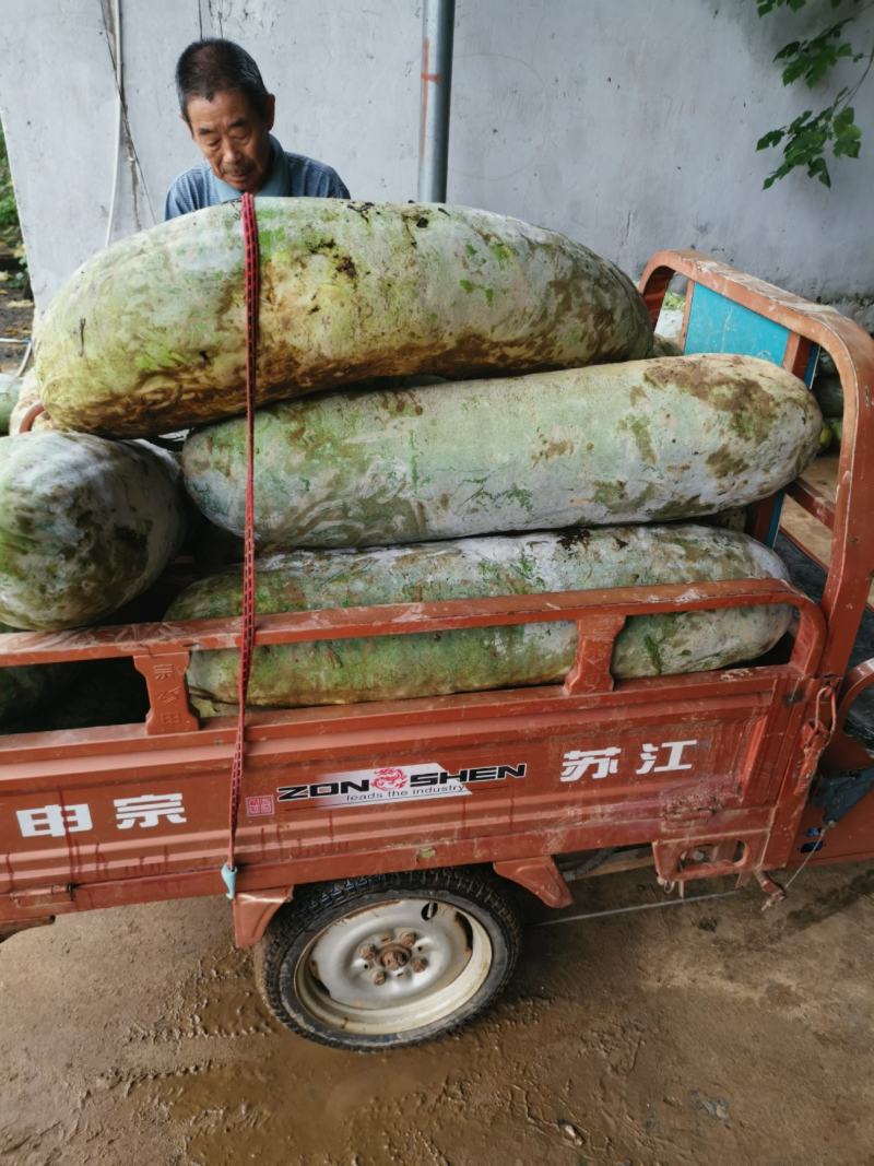 长条白粉冬瓜基地直供，可按客户需求大小规格可做