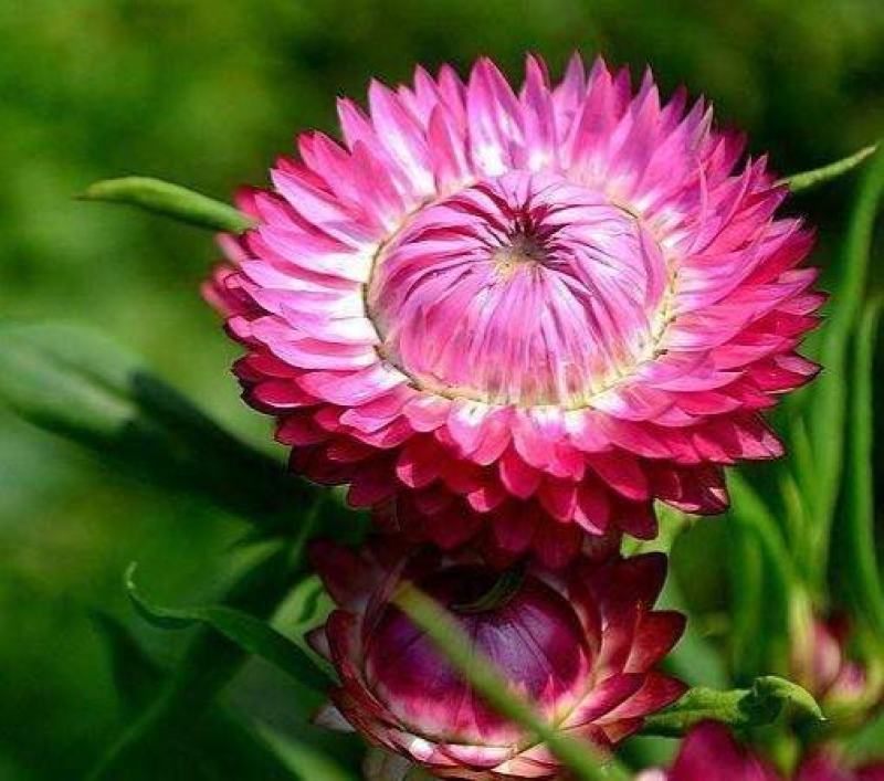 麦秆菊种子蜡菊种子四季种植观花耐旱耐盐碱菊花种子花海