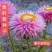 麦秆菊种子蜡菊种子四季种植观花耐旱耐盐碱菊花种子花海