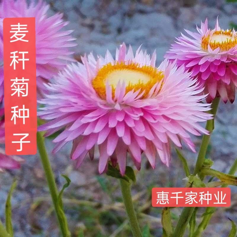 麦秆菊种子蜡菊种子四季种植观花耐旱耐盐碱菊花种子花海