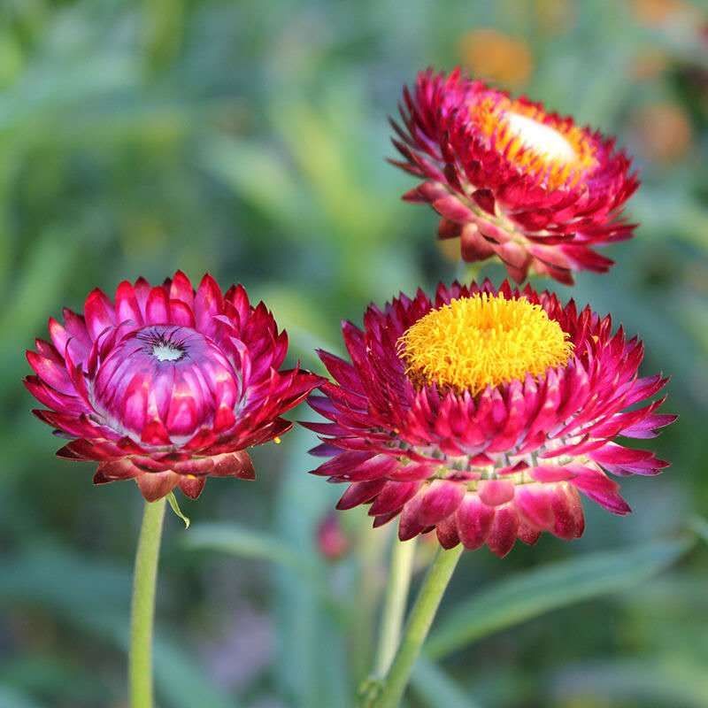 麦秆菊种子蜡菊种子四季种植观花耐旱耐盐碱菊花种子花海