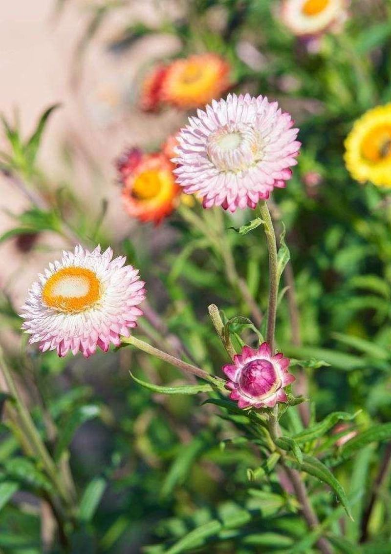 麦秆菊种子蜡菊种子四季种植观花耐旱耐盐碱菊花种子花海