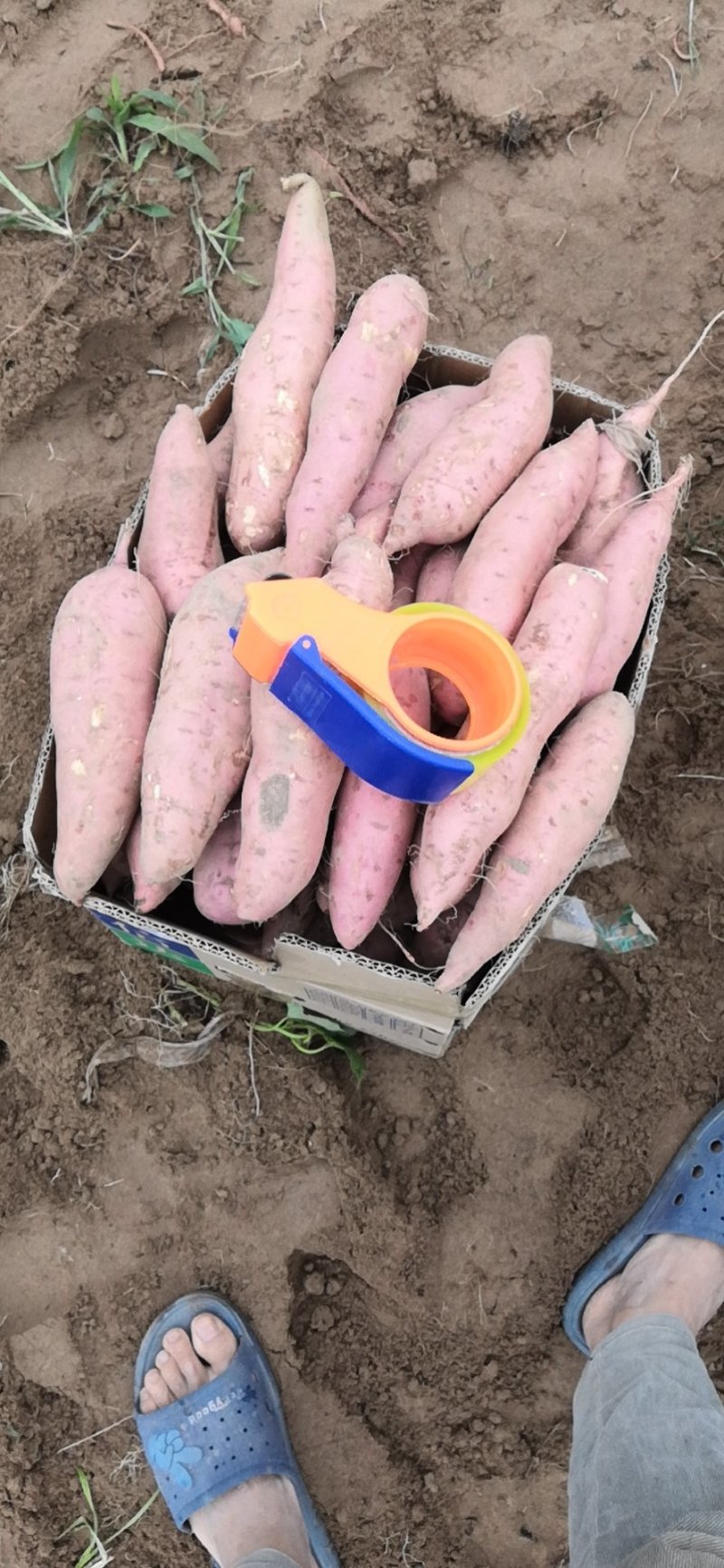 开封龙薯九号，基地直销，质量好价格优，货源稳定供货全国