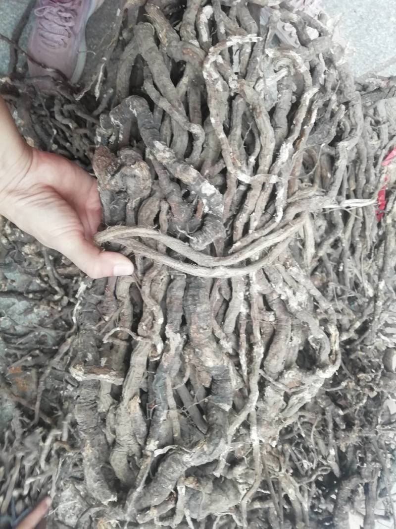 新货中药材全根百解藤