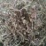 凉粉草～1公斤起售～质量保证~量大从优~