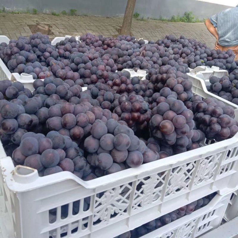 精品夏黑葡萄大量上市颗粒大口感好诚信代办