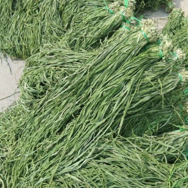 贡菜，各种野菜批发零售快递物流均可