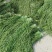 贡菜，各种野菜批发零售快递物流均可
