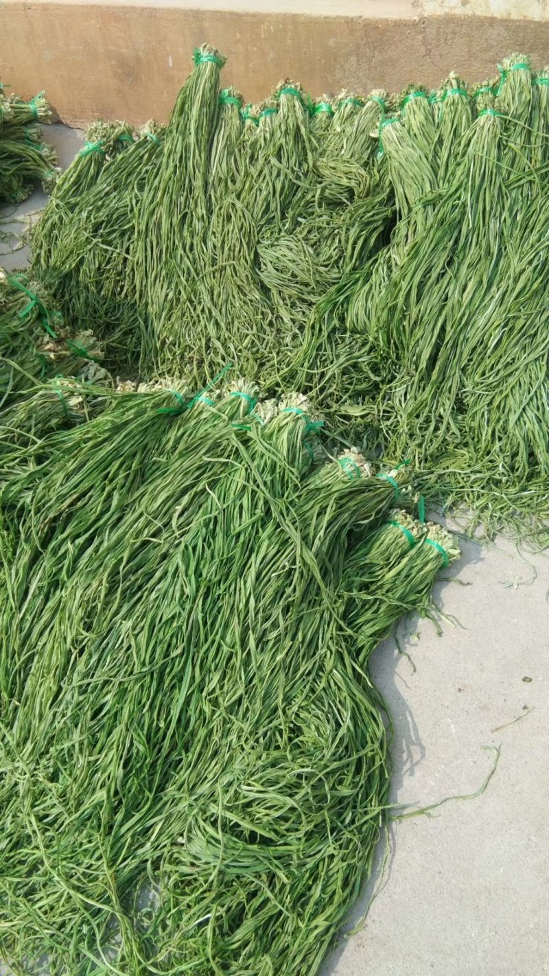 贡菜，各种野菜批发零售快递物流均可