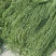 贡菜，各种野菜批发零售快递物流均可