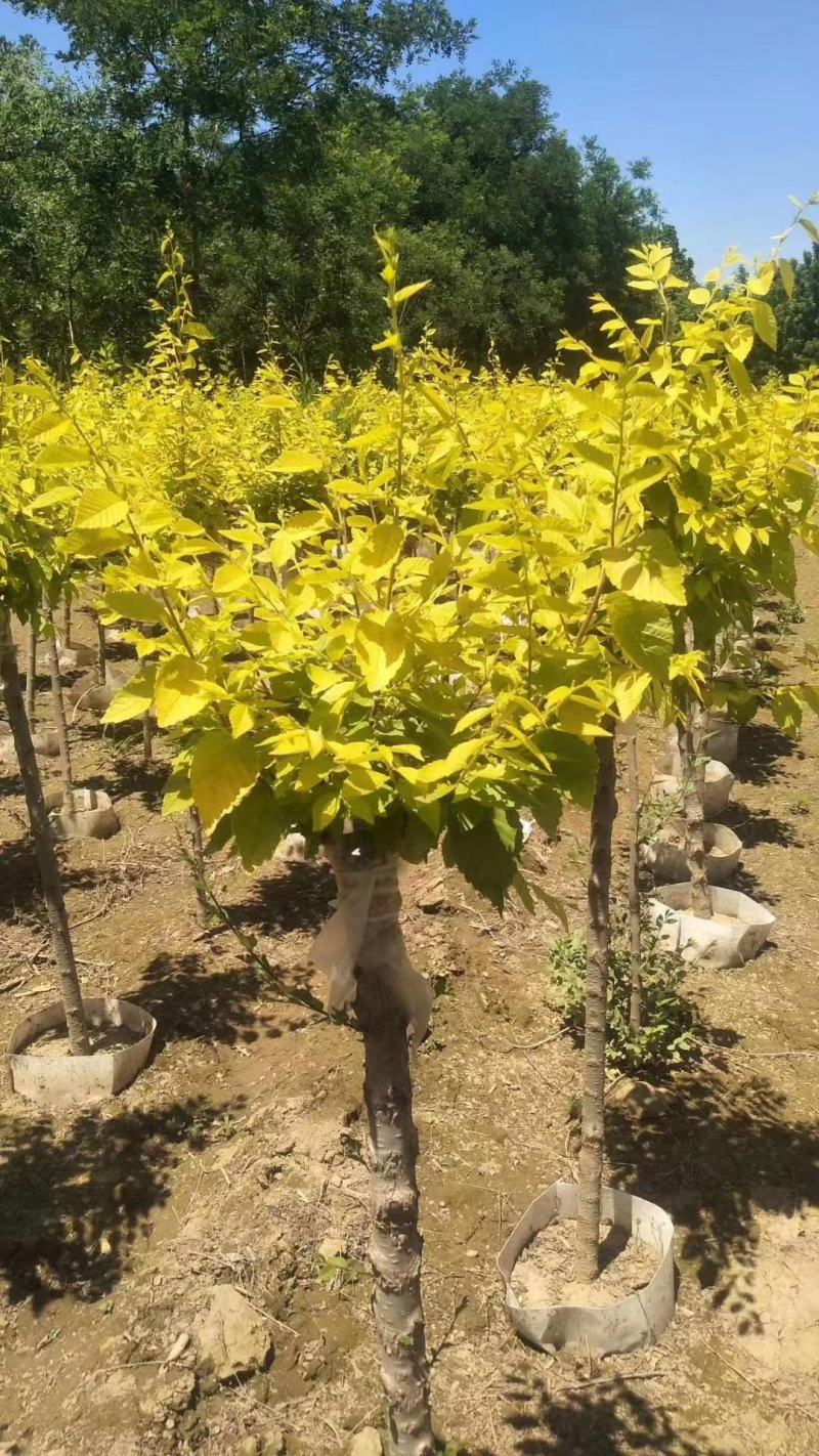 5-8公分美植袋金叶榆5000棵自家苗圃