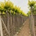 5-8公分美植袋金叶榆5000棵自家苗圃