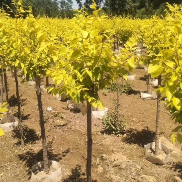 5-8公分美植袋金叶榆5000棵自家苗圃