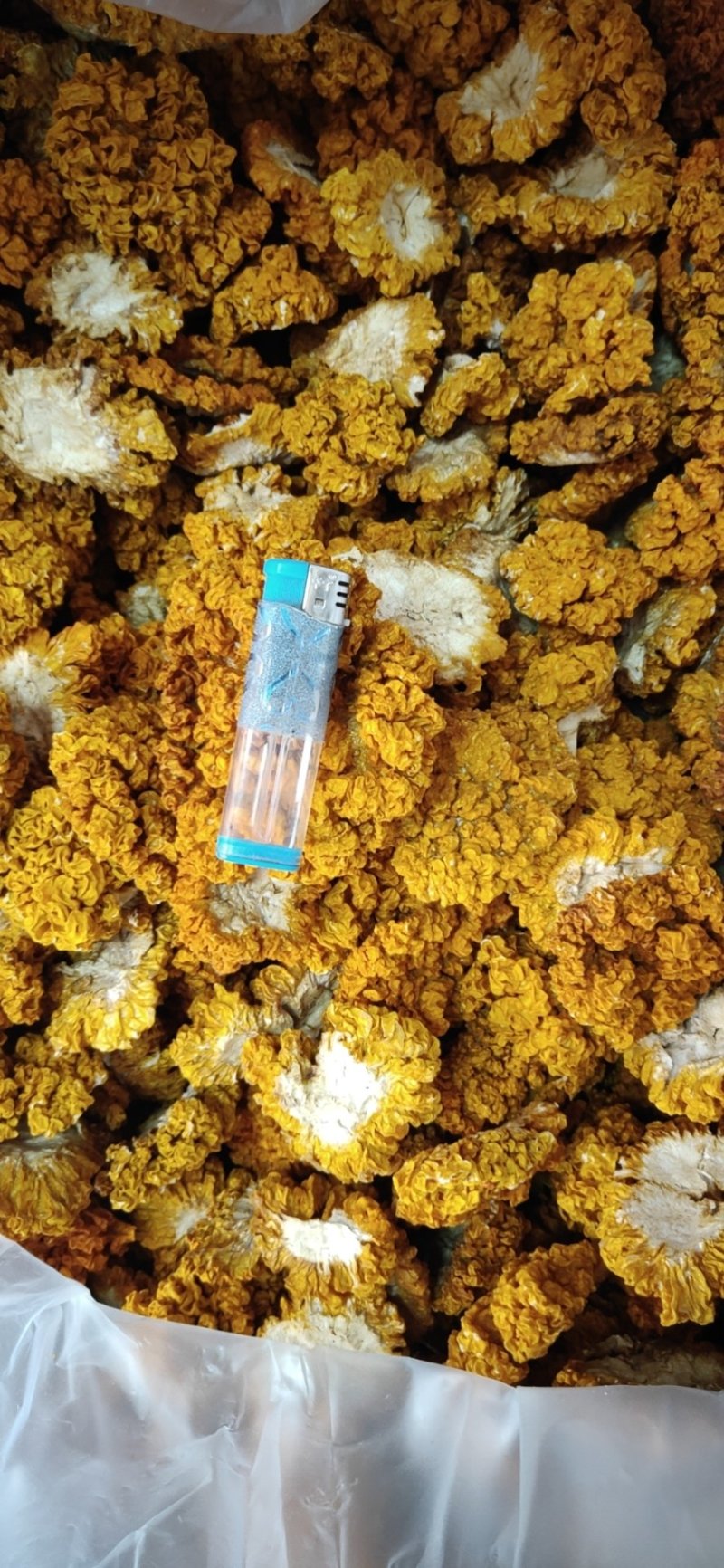 黄耳，金耳，大中小规格可快递发货