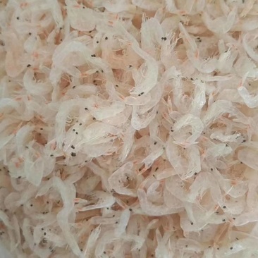 虾皮原产渤海湾优质虾皮