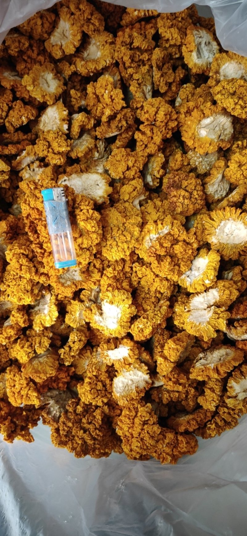 黄耳，金耳，大中小规格可快递发货