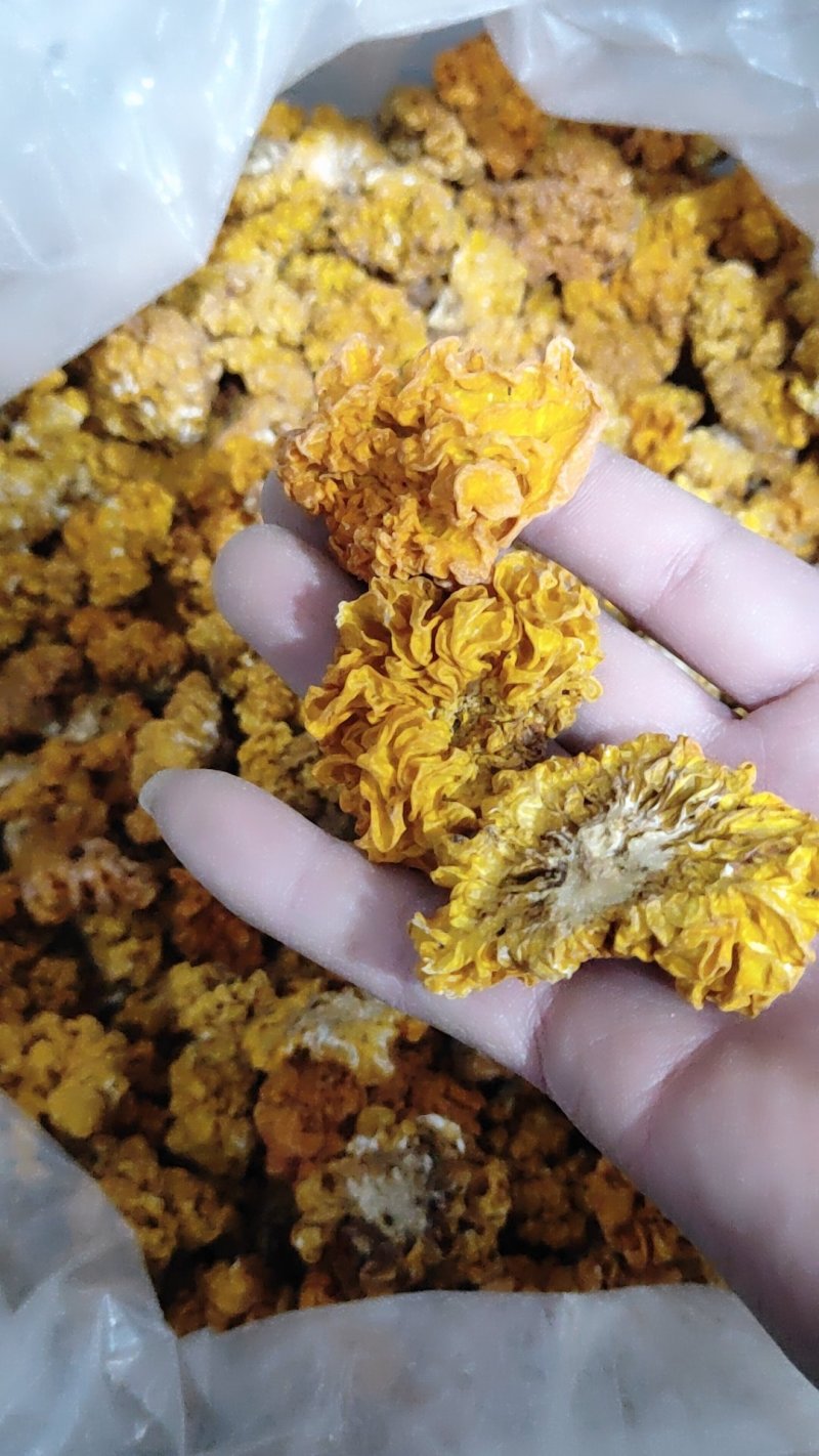 黄耳，金耳，大中小规格可快递发货