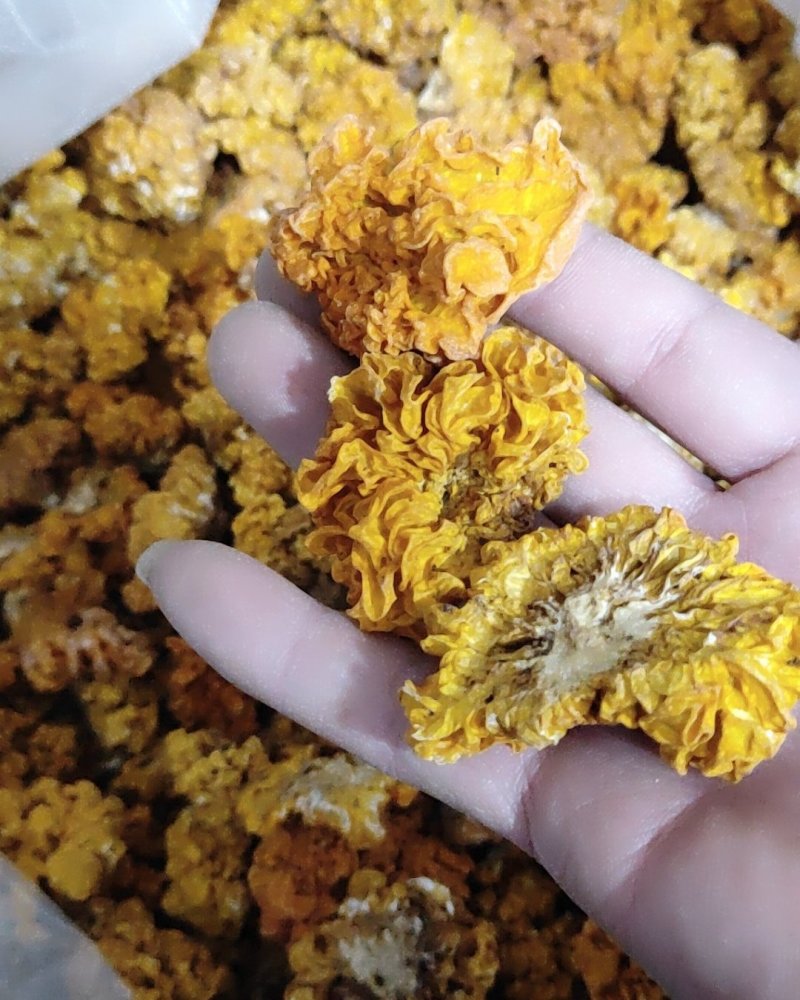 黄耳，金耳，大中小规格可快递发货
