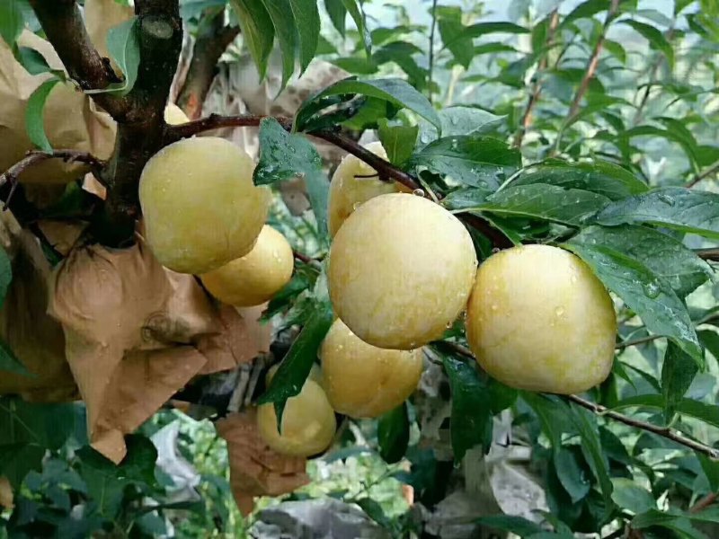 汝城黄金奈李大量上市