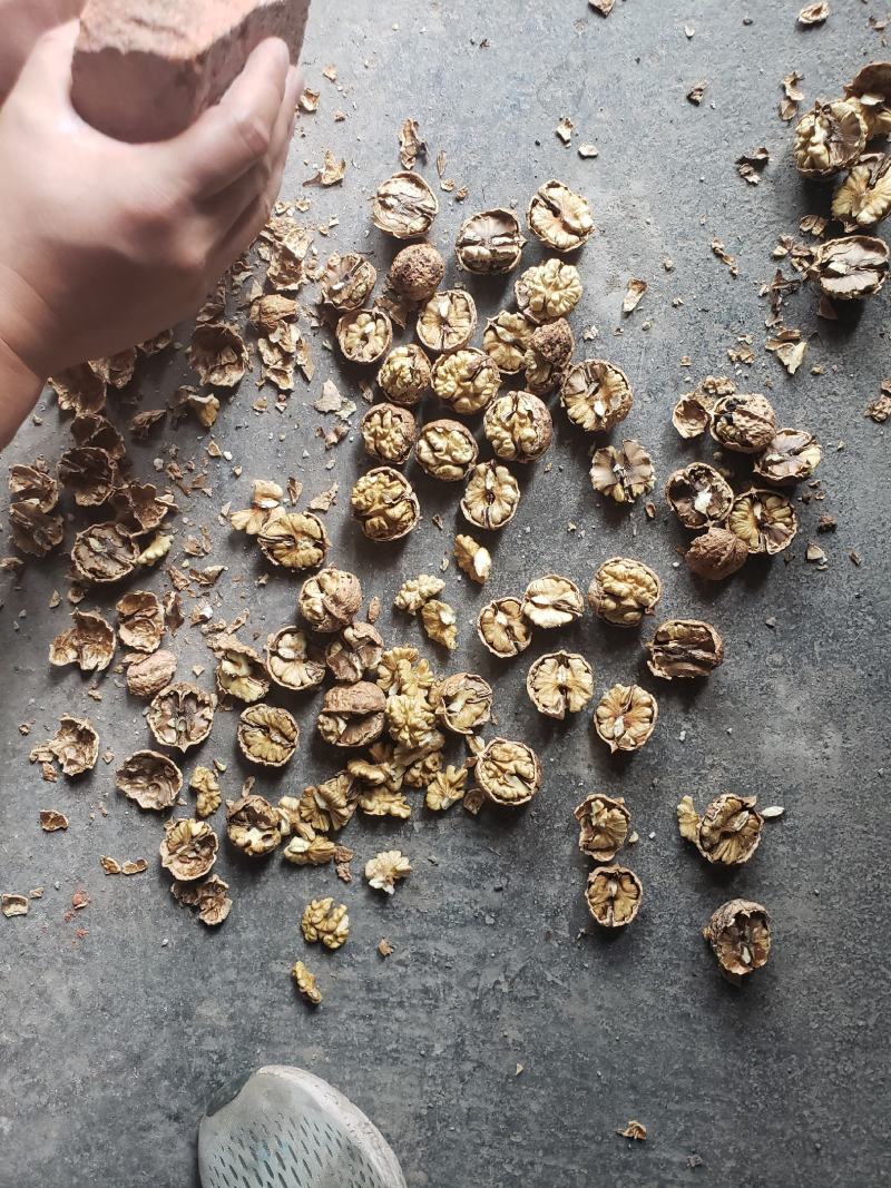 云南产地直销，热风烘干，清水清洗核桃果，皮薄仁白