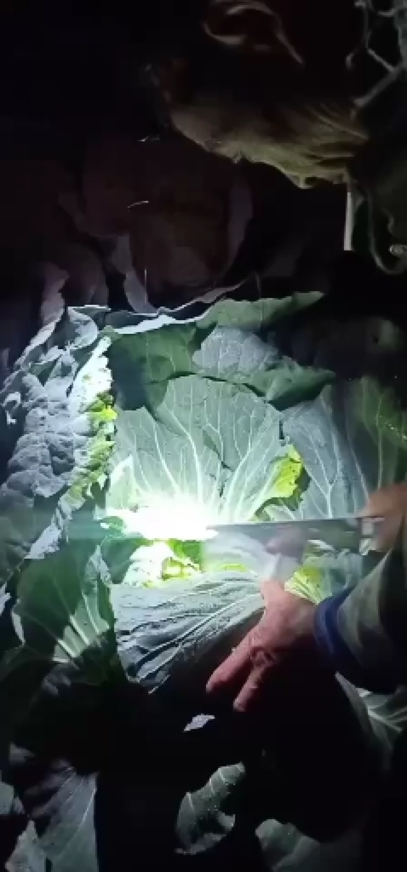 精品甘蓝，寒将军连花白，产地直供一手货源价格优惠全国发货