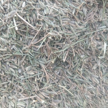 孜然
