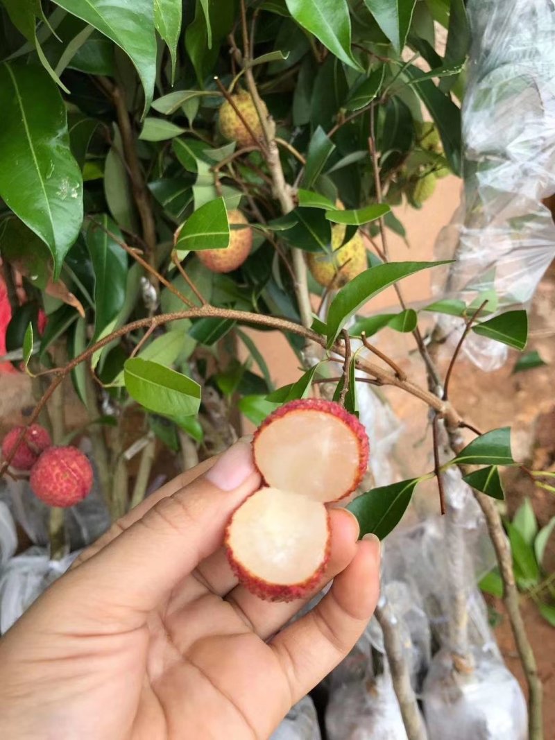 无核荔枝苗，果子清甜可口，苗子大小规格都有