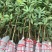 无核荔枝苗，果子清甜可口，苗子大小规格都有
