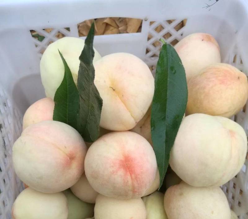基地现摘正宗高山湖景蜜露水蜜桃白凤水蜜桃