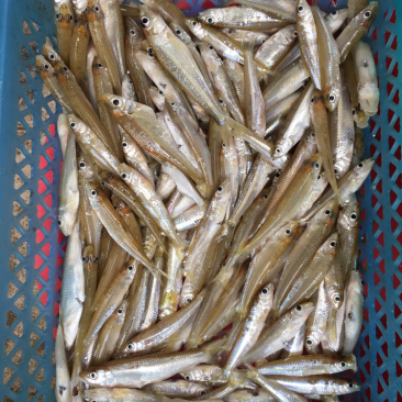 河鱼仔，（梅州五华，琴江河鲜)
