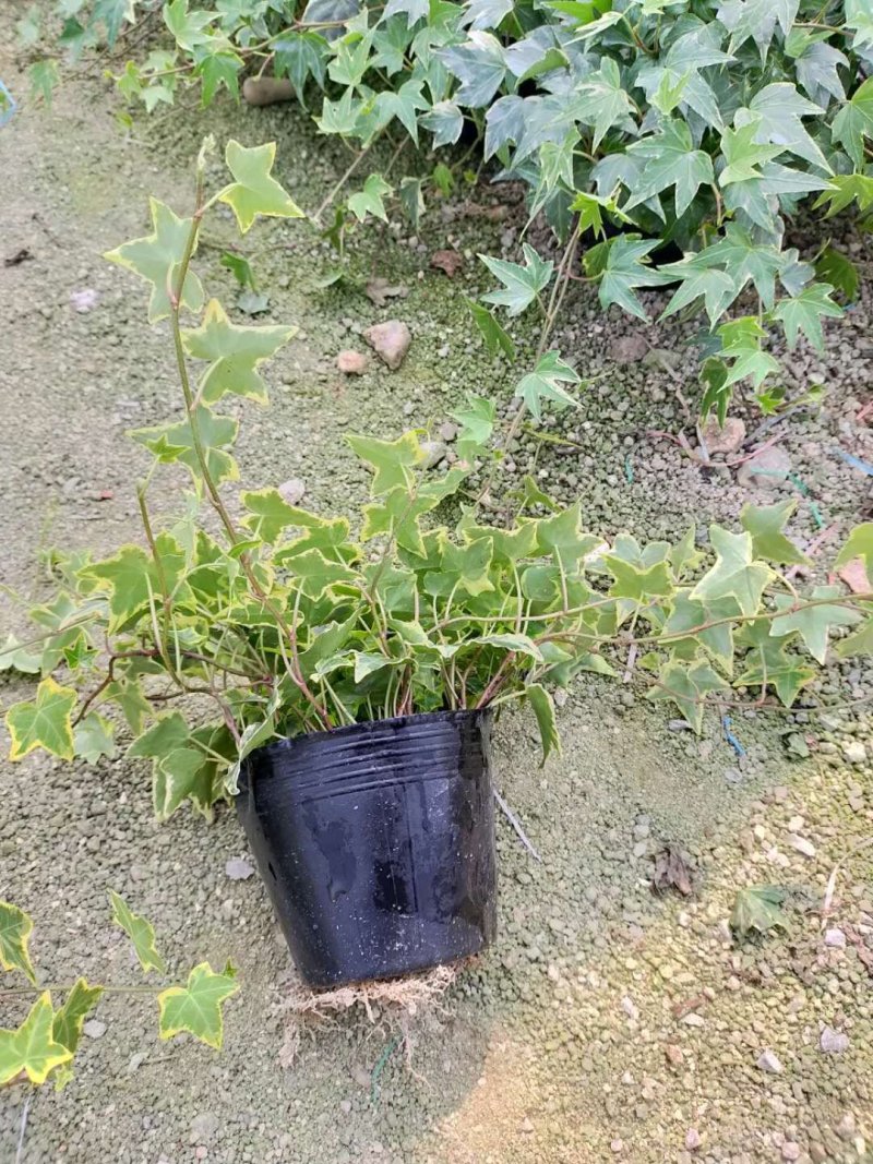 常春藤福建四海园基地直销