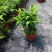 竹柏福建四海园基地直销